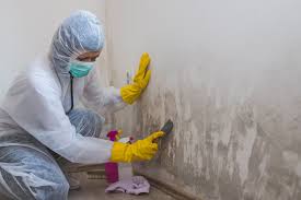 Best Black Mold Removal in Coronado, CA